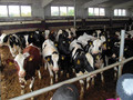 Milchviehanlage Colmnitz