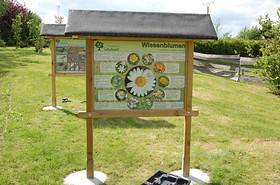 Wiesenblumen
