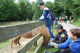 Pferde streicheln