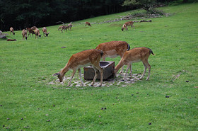 Damwild
