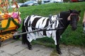 Unser Zebrapony