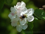 Apfelblüte mit Hummel