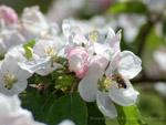 Apfelblüten mit Bienen