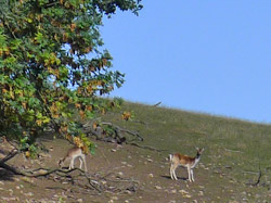 Damwildgehege in Klingenberg