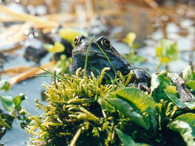 Grass frog