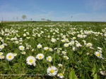 Gänseblümchen