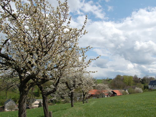Gewähltes Bild