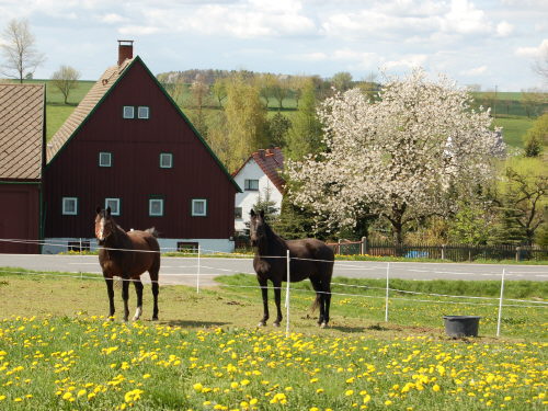 Gewähltes Bild