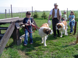 Kinder mit Bernhardinern