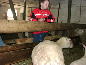 sheep
