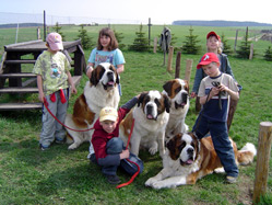 Les quatres chiens de thérapie.