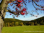 Vogelbeeren